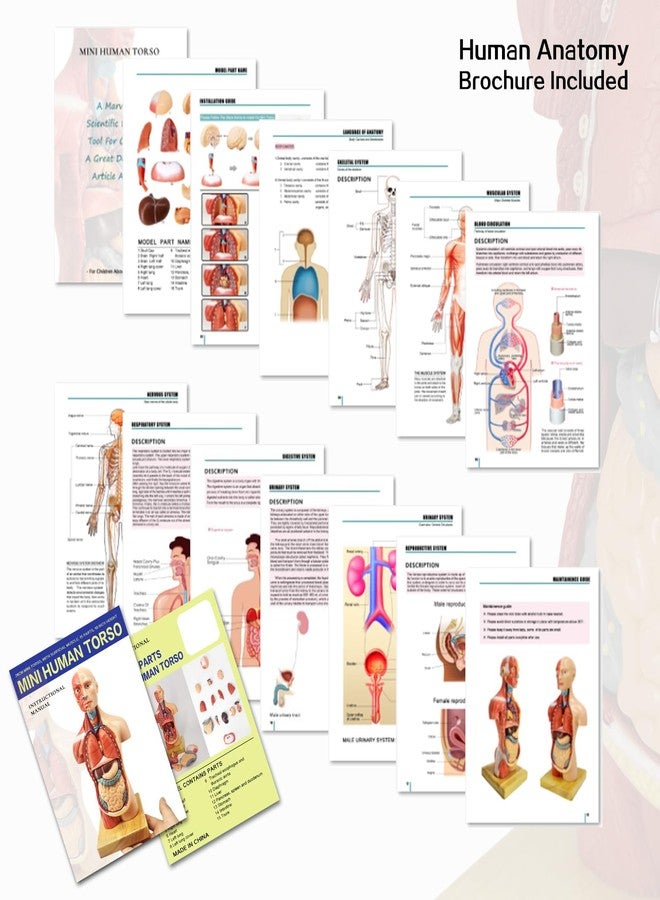 EVOTECH SCIENTIFIC 2025 New Human Body Model for Kids, 15 Pcs Removable 11 inch Human Torso Anatomy Model with Heart Head Skull Brain Skeleton Model, Age 6+, School Medical Education Display - Image 5